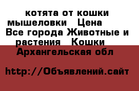 котята от кошки мышеловки › Цена ­ 10 - Все города Животные и растения » Кошки   . Архангельская обл.